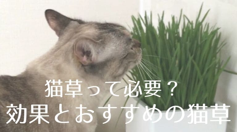 猫草は必要なの 用意するか迷ったら見るページ 4つの効果とおすすめ３選 ねこばやしです